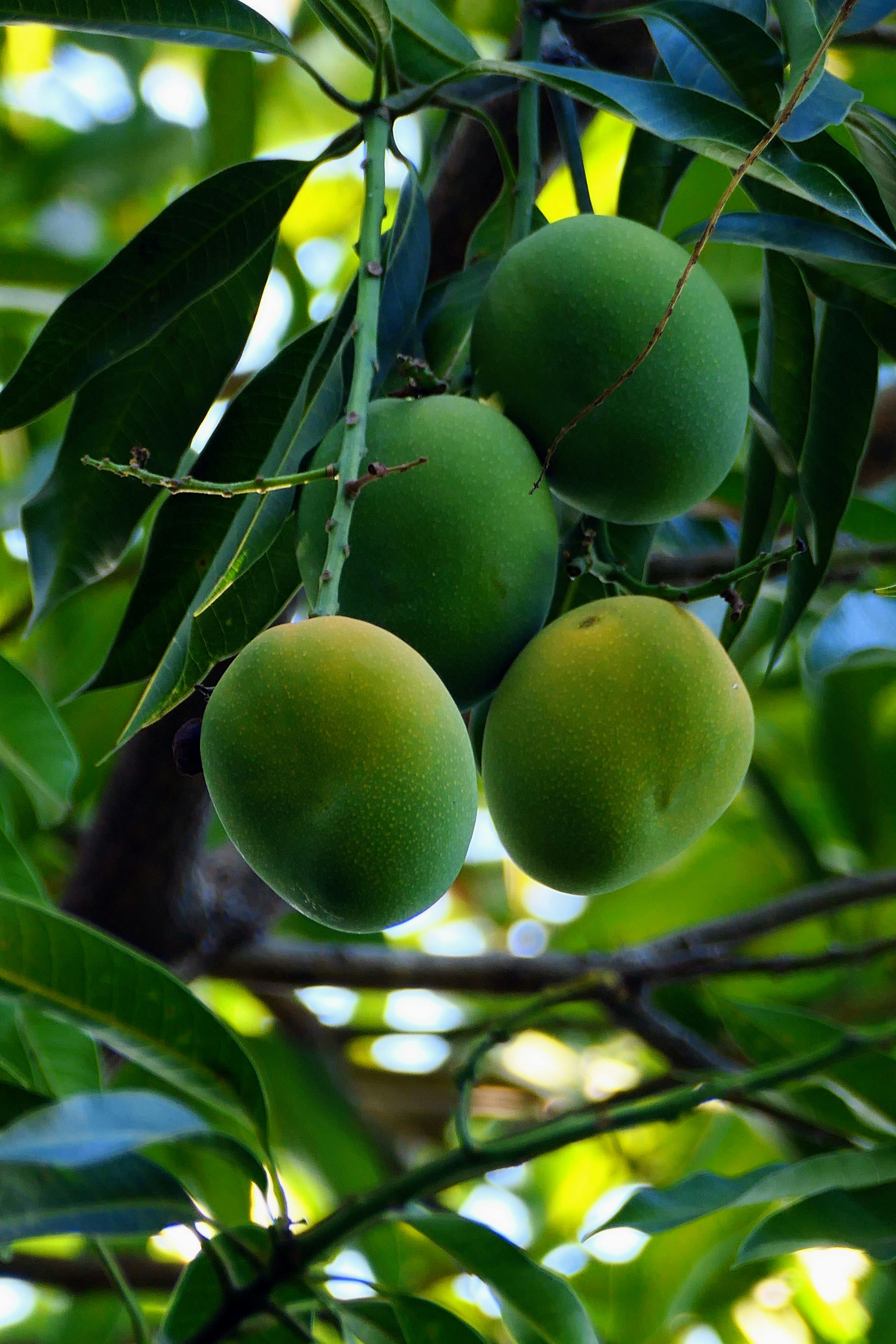 Mango
