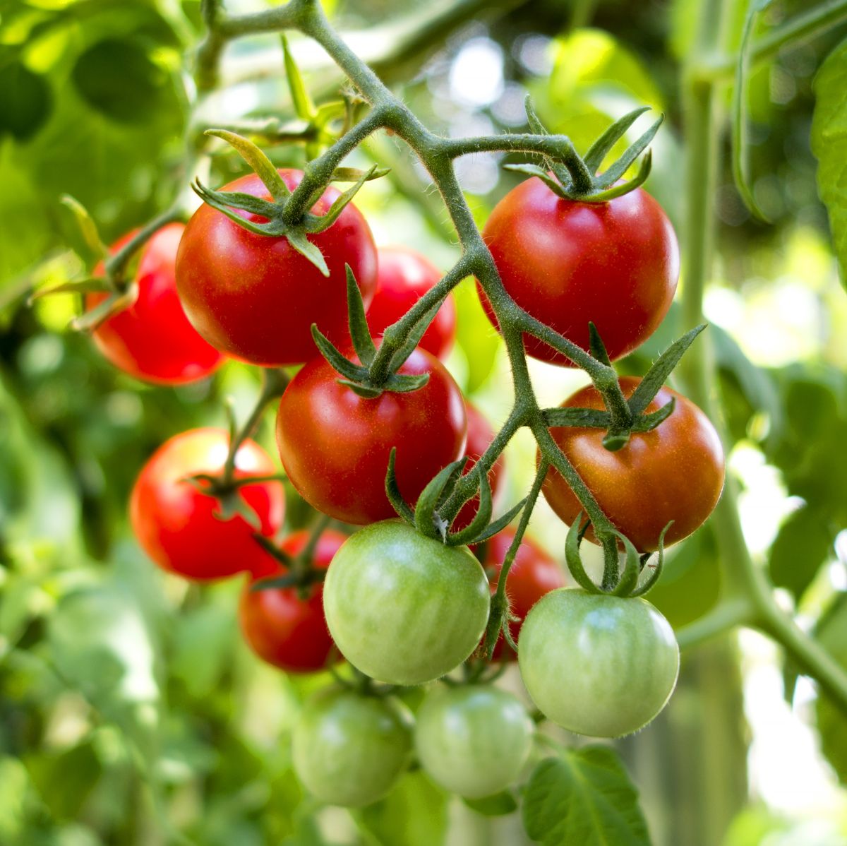 Tomato